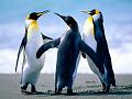 Penguins (Copy)